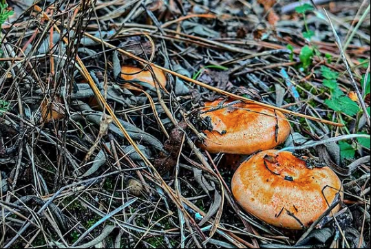 Setas anaranjadas entre agujas de pino y pequeñas ramas en el suelo del bosque
